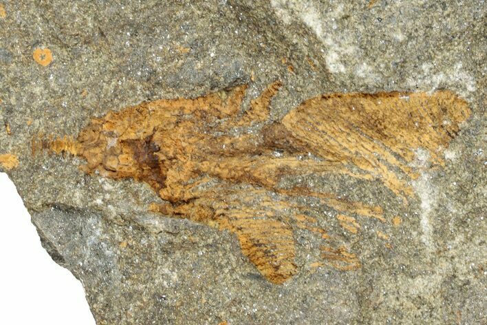 Orange, Fossil Crinoid - El Kaid Rami, Morocco #271351